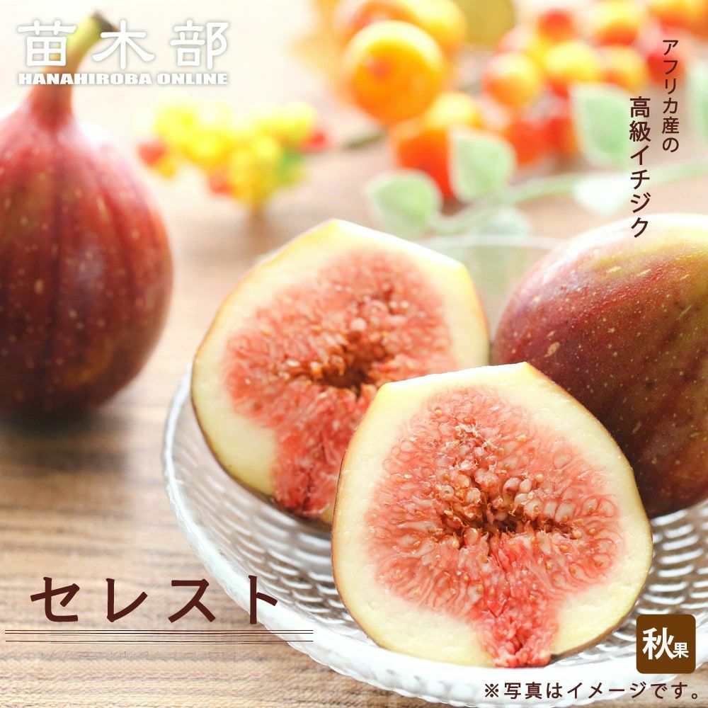 000000066178-01.jpg?size=l&w=