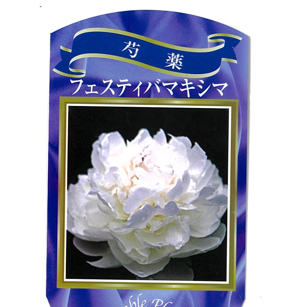 芍薬 西洋シャクヤク フェスティバマキシマ 苗 販売 苗木部 By 花