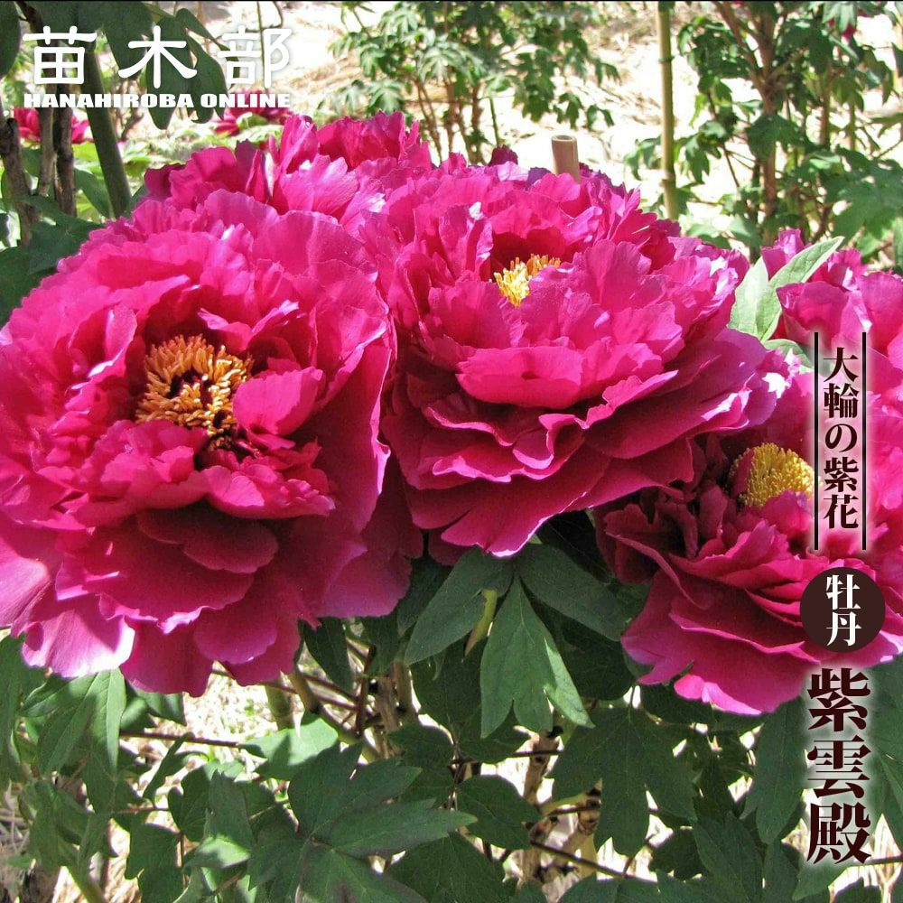 牡丹 鎌田錦 苗 販売 苗木部 By 花ひろばオンライン