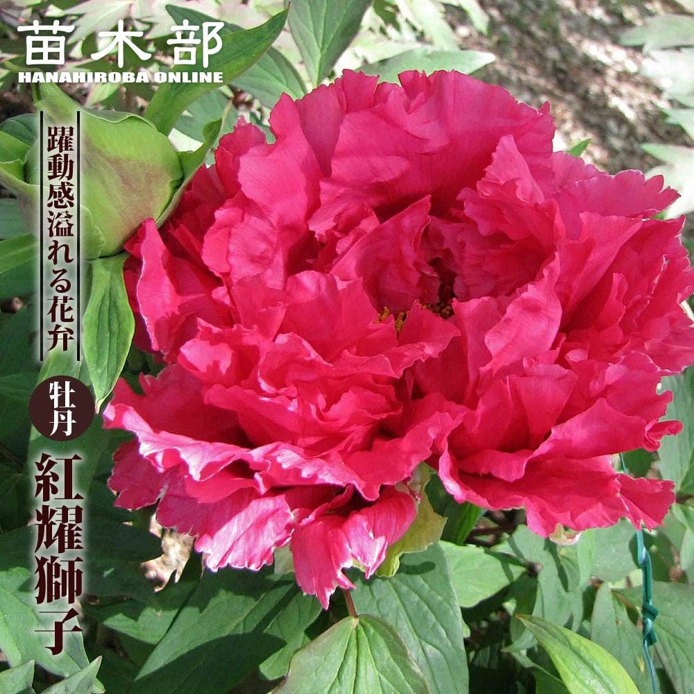 000000066535-01.jpg?size=l&w=