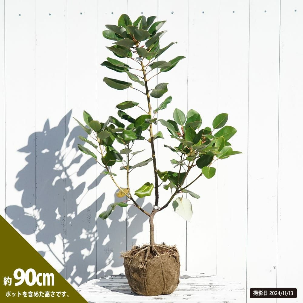 000000066842-04.jpg?size=l&w=