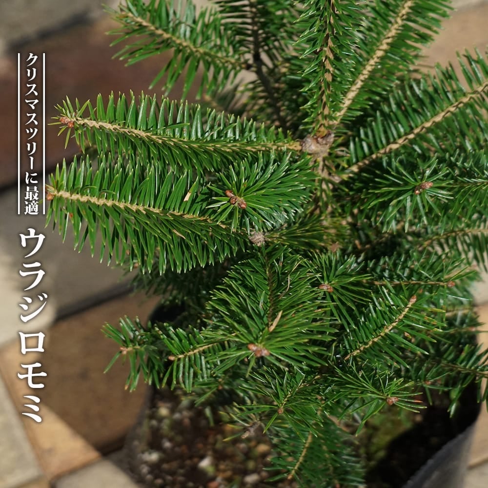 000000066939-05.jpg?size=l&w=