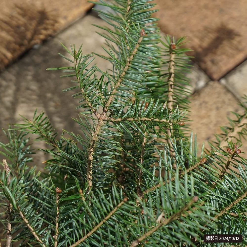 もみの木 ウラジロモミ 苗 販売 苗木部 By 花ひろばオンライン