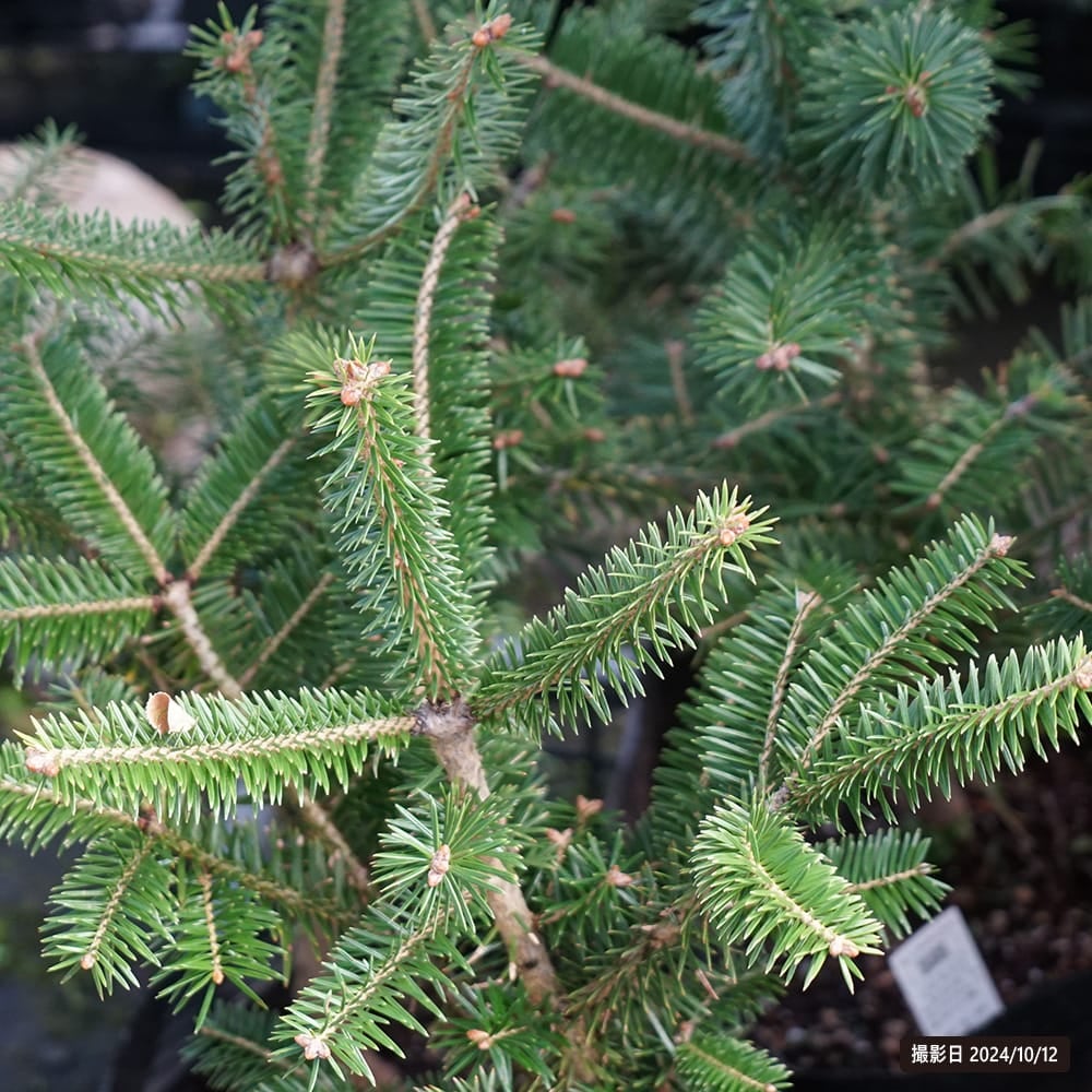 もみの木 ウラジロモミ 苗 販売 苗木部 By 花ひろばオンライン