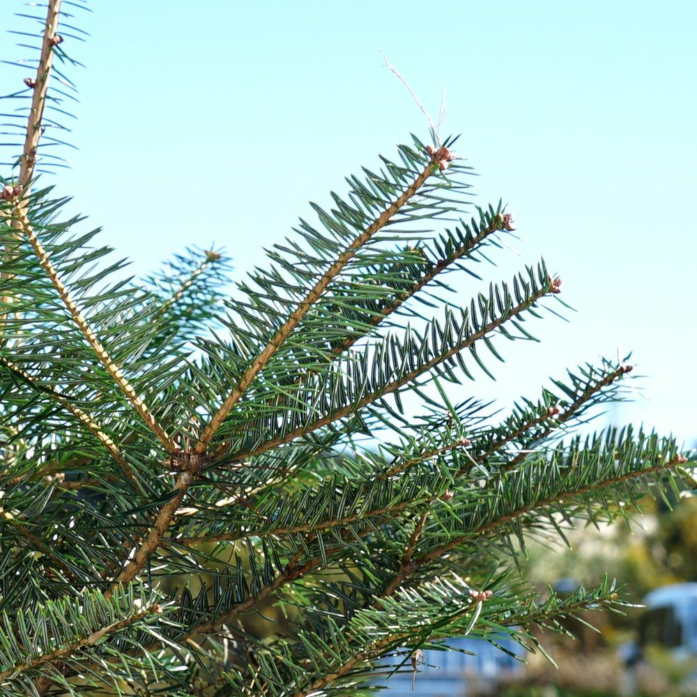 もみの木 ウラジロモミ 苗 販売 苗木部 By 花ひろばオンライン