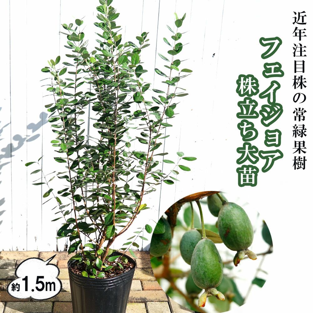 フェイジョア 1.5m 株立ち大苗 【大型宅配便】 沖縄・離島不可 | 苗木