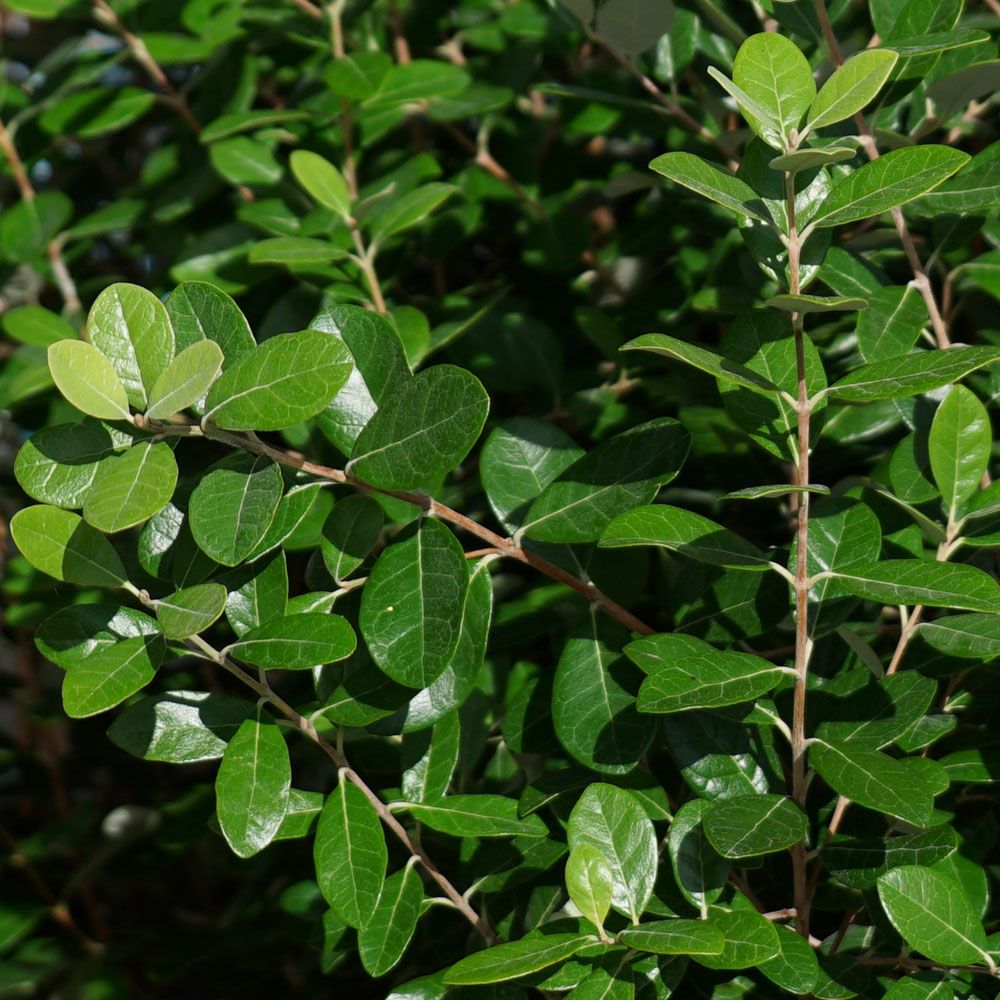 フェイジョア 1.5m 株立ち大苗 【大型宅配便】 沖縄・離島不可 | 苗木
