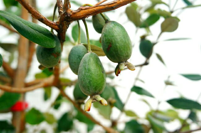 フェイジョア 1.5m 株立ち大苗 【大型宅配便】 沖縄・離島不可 | 苗木