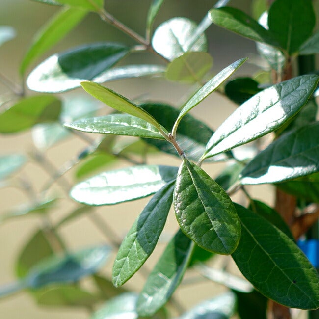 フェイジョア 1.5m 株立ち大苗 【大型宅配便】 沖縄・離島不可 | 苗木