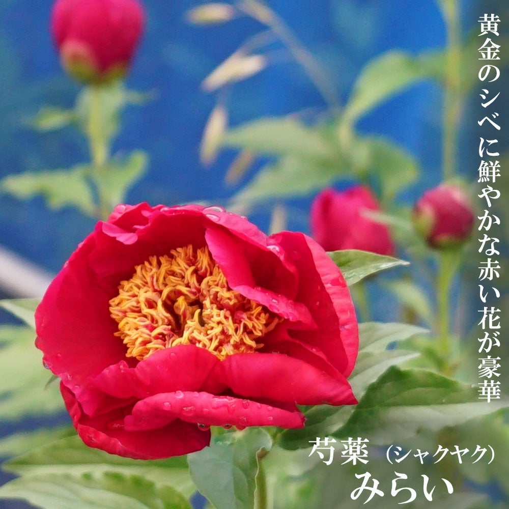 芍薬 みらい 苗 販売 苗木部 By 花ひろばオンライン