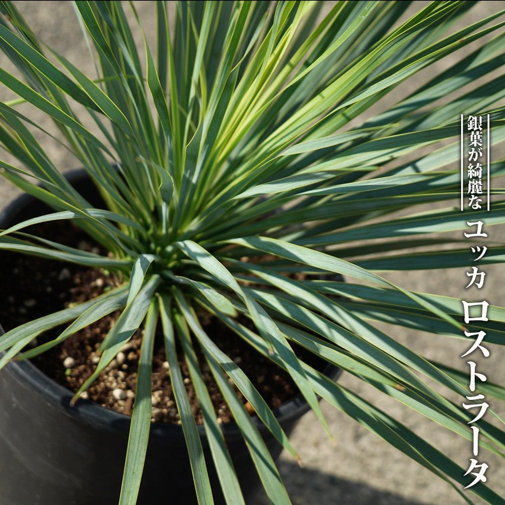 ダシリリオン ロンギシマム 苗 販売 苗木部 By 花ひろばオンライン