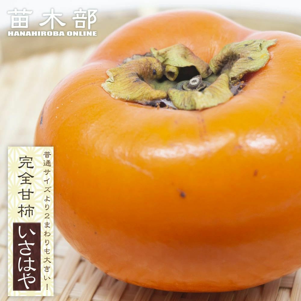 000000067475-01.jpg?size=l&w=