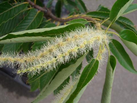 栗 紫峰の販売 苗木部 By 花ひろばオンライン