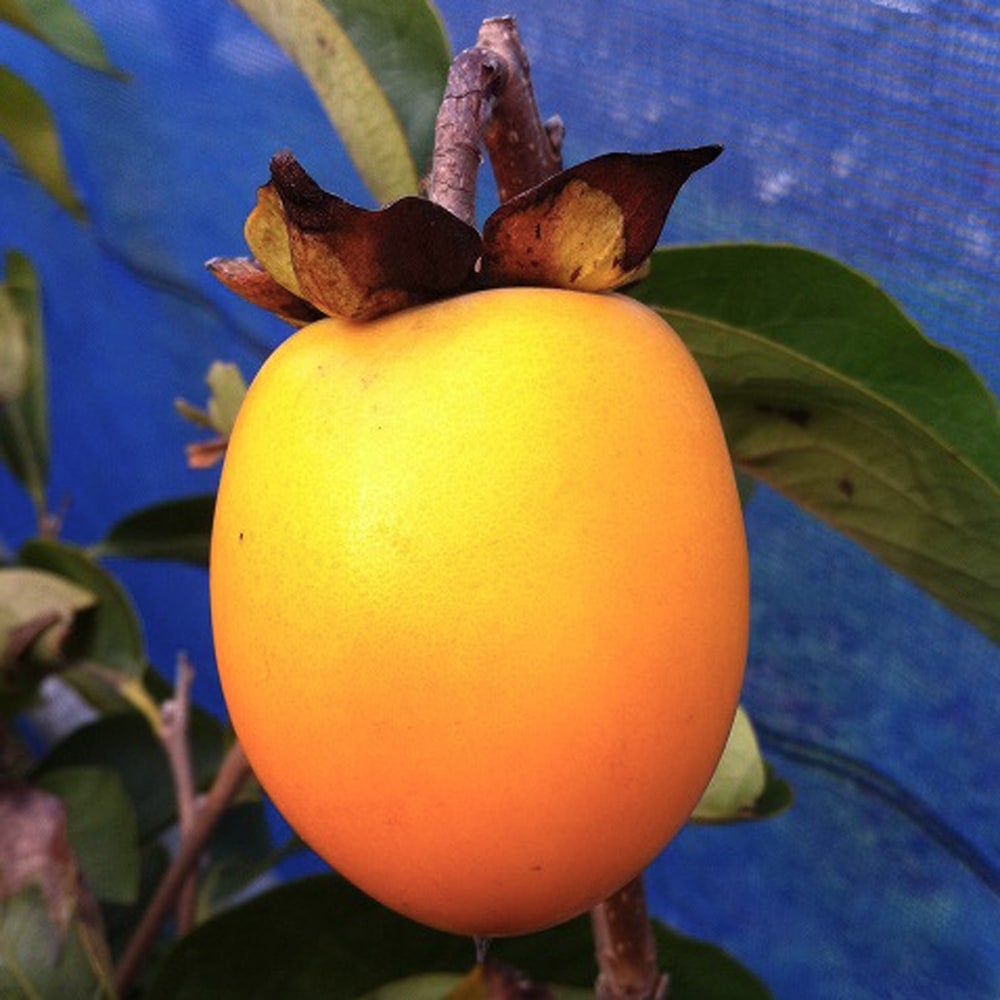 柿 不完全渋柿 選抜蜂屋柿の通販 おすすめ 苗木部 By 花ひろばオンライン