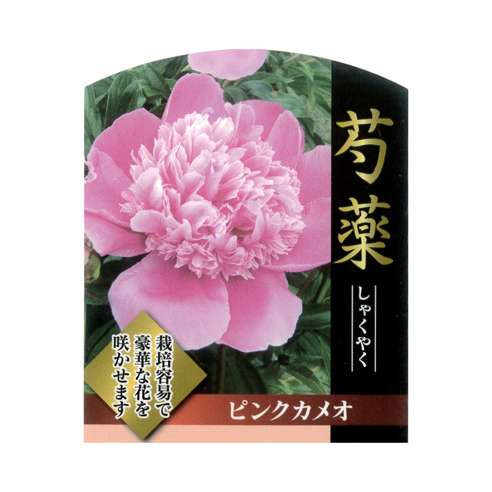 芍薬 西洋シャクヤク フェスティバマキシマ 苗 通販 苗木部 By 花