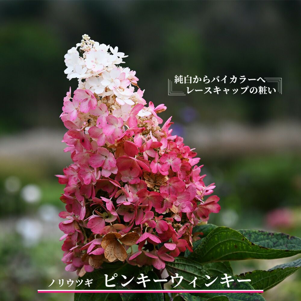 000000067915-01.jpg?size=l&w=