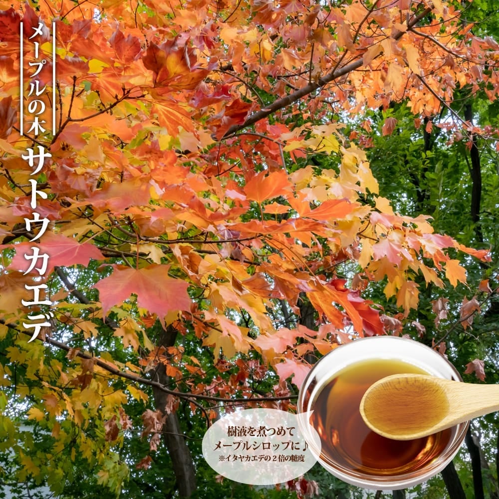 カエデ・もみじ イロハモミジ系 イロハモミジ 苗 おすすめ 苗木部