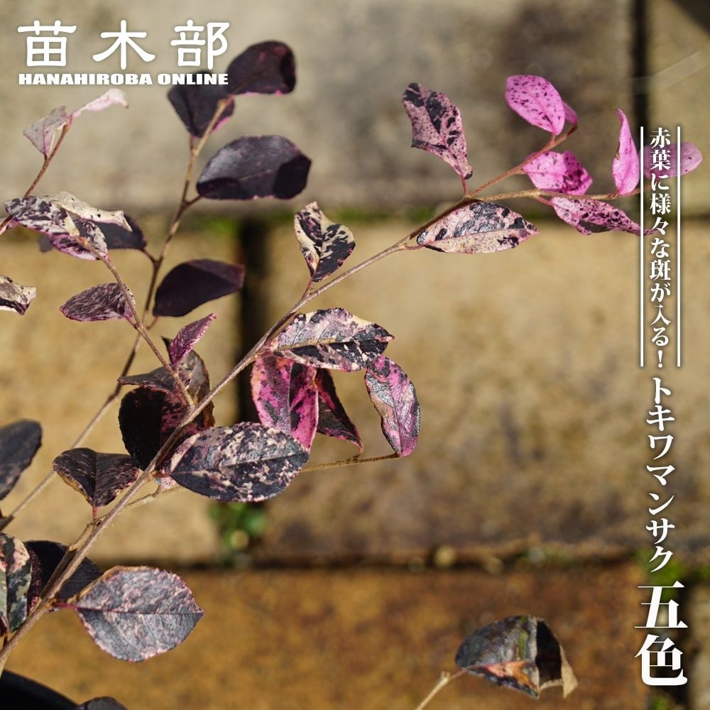 000000067920-01.jpg?size=m&w=