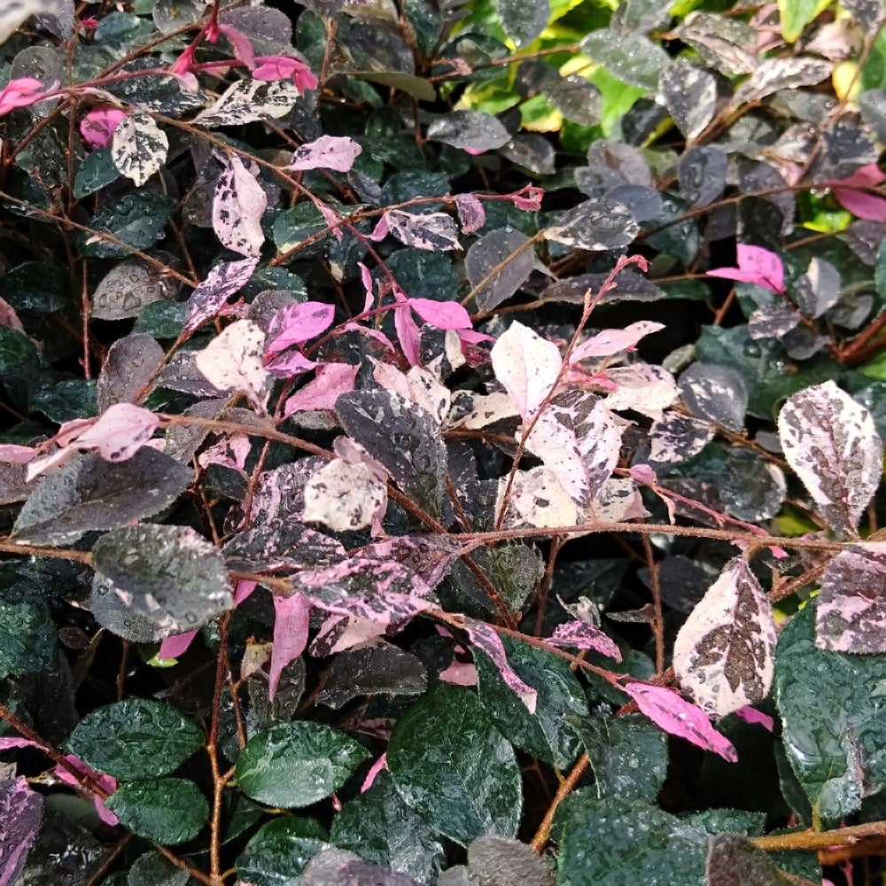 トキワマンサク 五色 苗 通販 苗木部 By 花ひろばオンライン