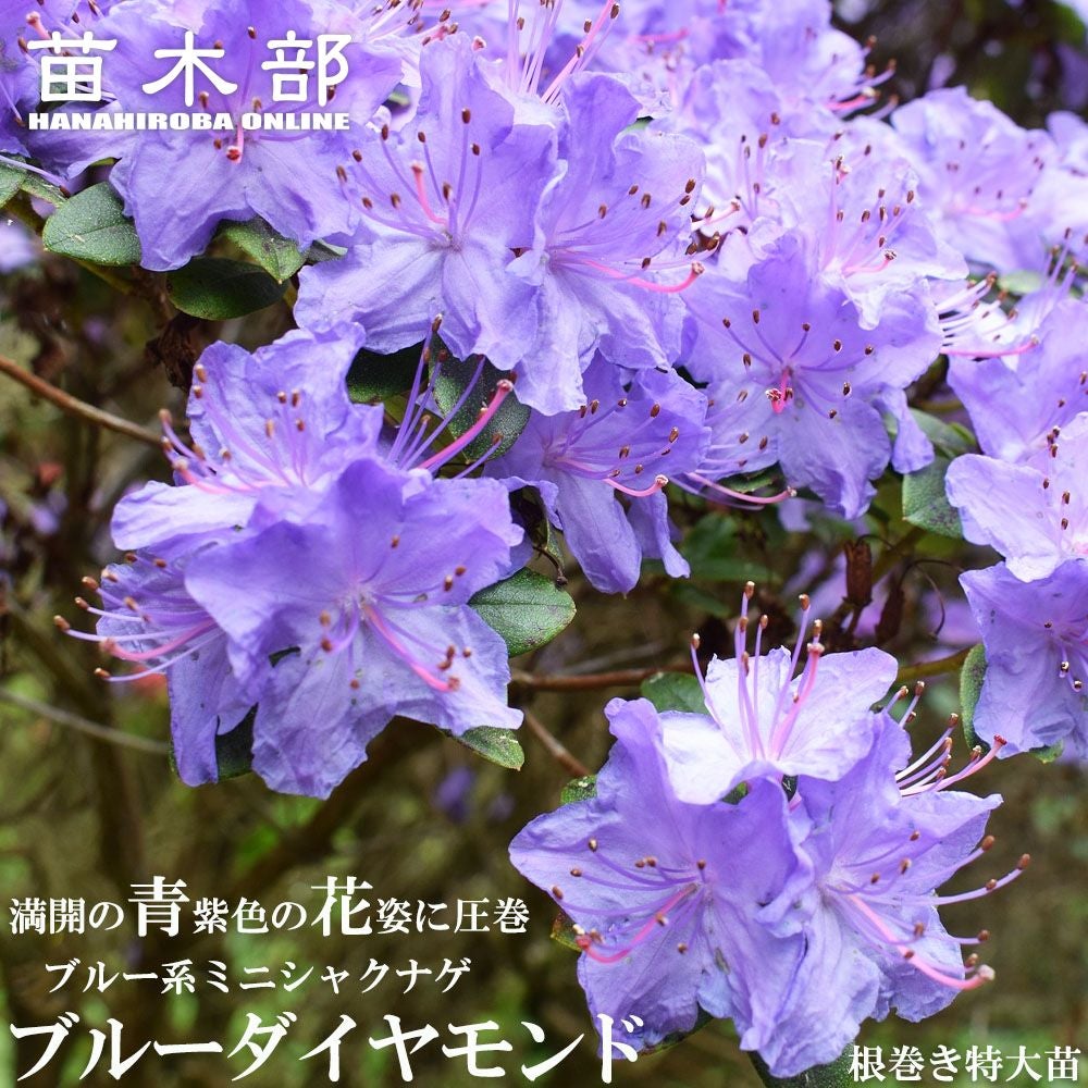 ☀【マカダミアナッツ取り木】 限定特別販売 バーディック 中上苗木