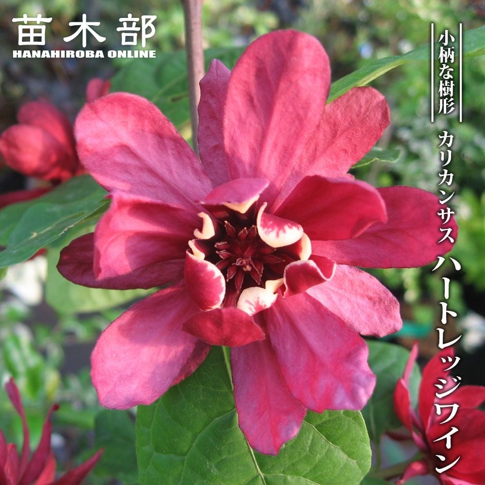 希少。大株カリカンサス ハートレッジワイン1.9M(鉢底から)品番A 000000067952-01.jpg?size=l&w=