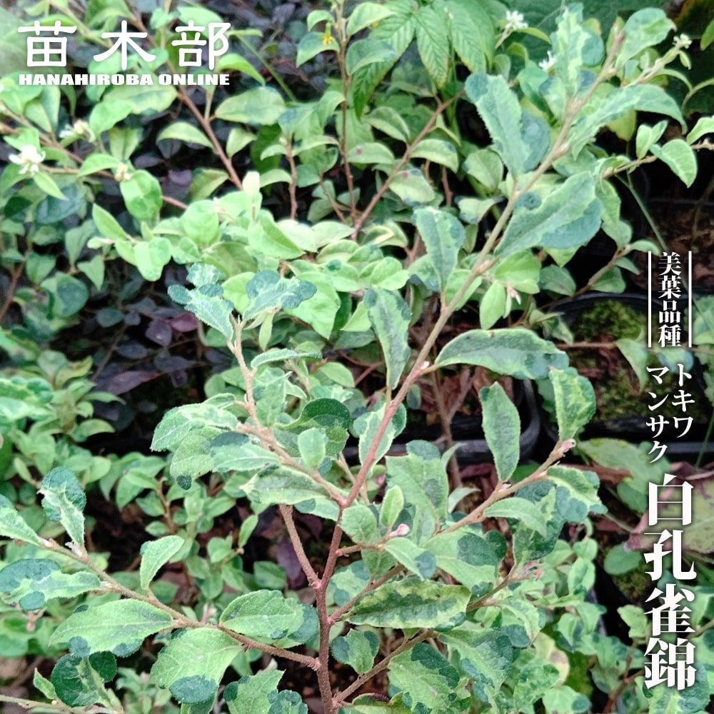 000000067965-01.jpg?size=m&w=