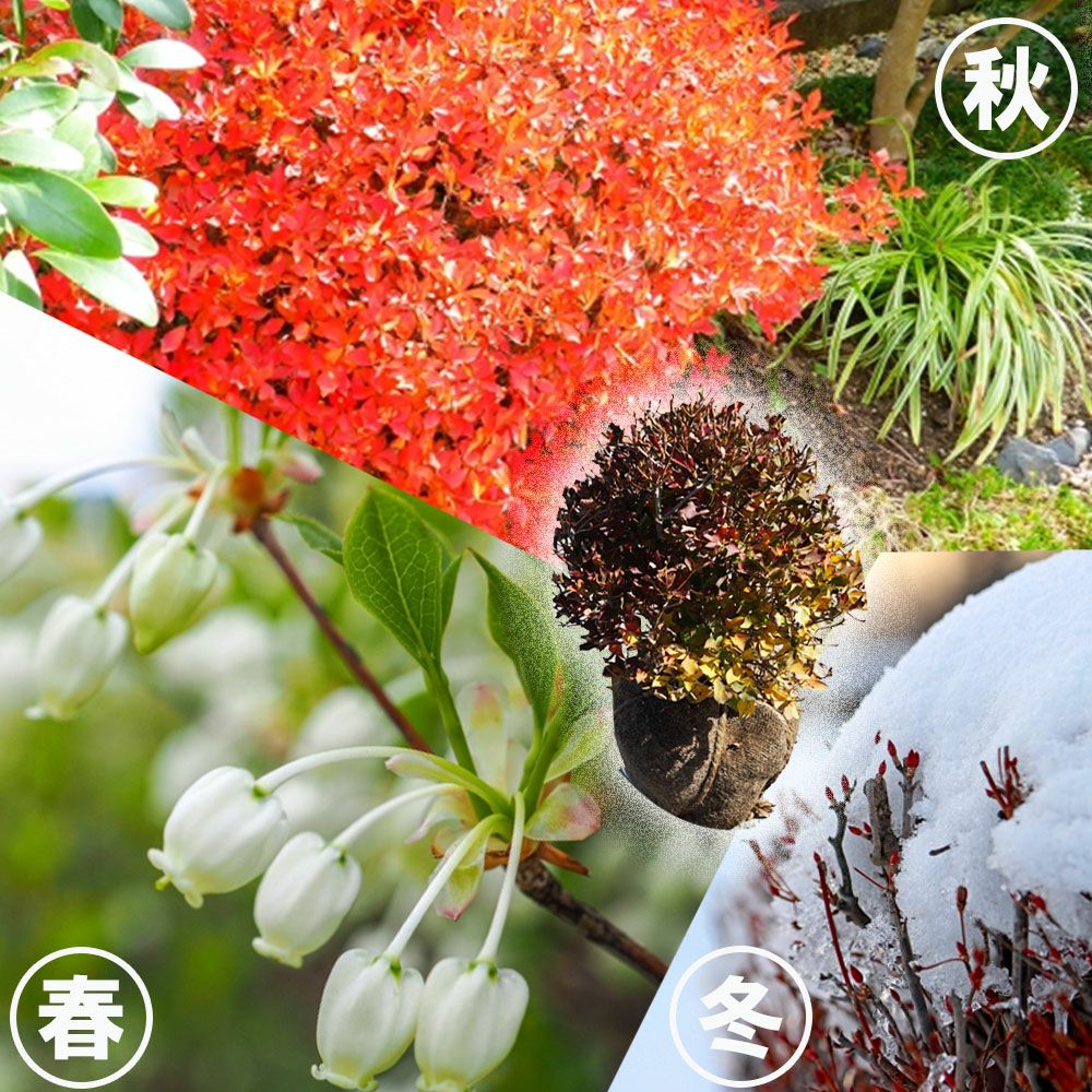 ツツジ 白ドウダン 苗 おすすめ 苗木部 By 花ひろばオンライン