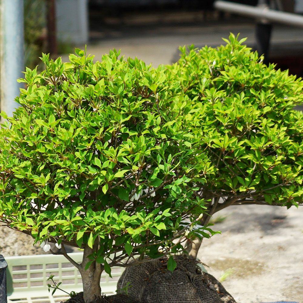 ツツジ 白ドウダン 苗 おすすめ 苗木部 By 花ひろばオンライン