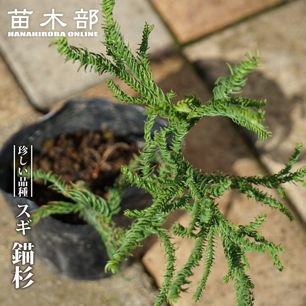 000000068107-01.jpg?size=m&w=