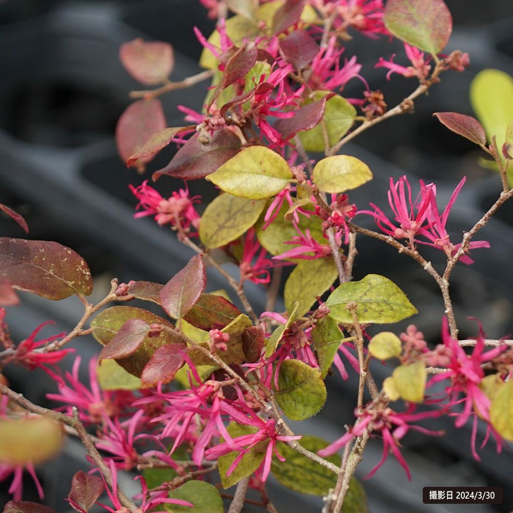 000000068108-07.jpg?size=l&w=