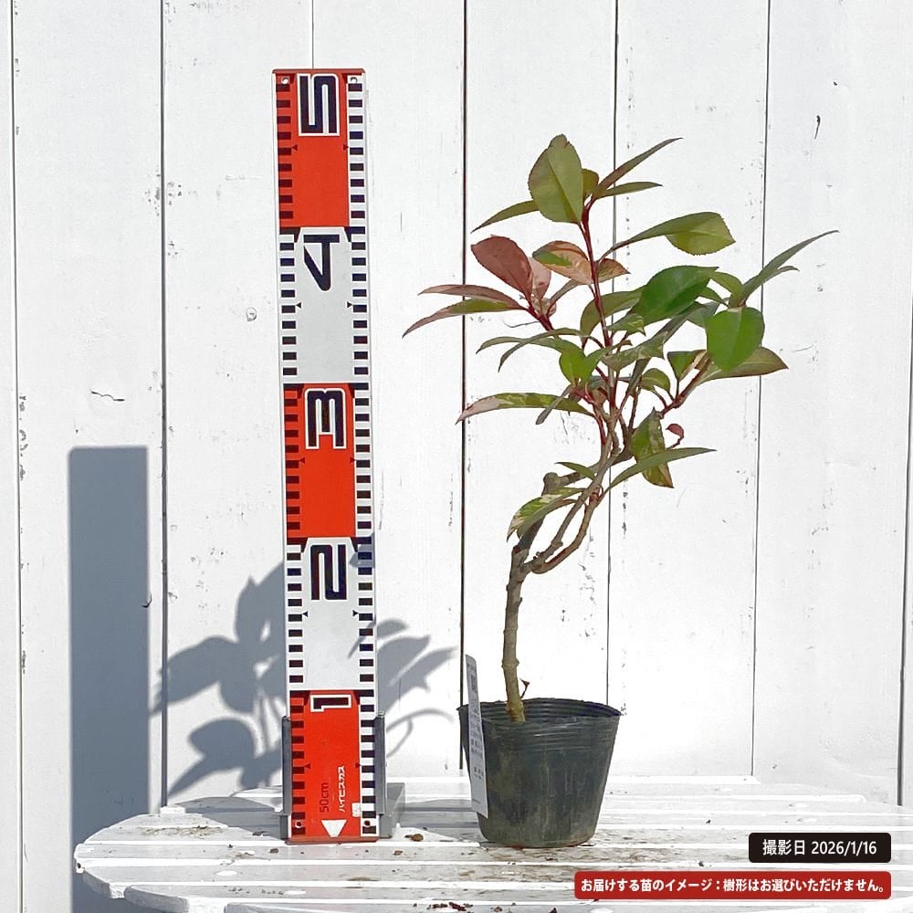 苗ページです！ ベニカナメ 西洋 斑入 苗 販売 苗木部 By 花ひろばオンライン