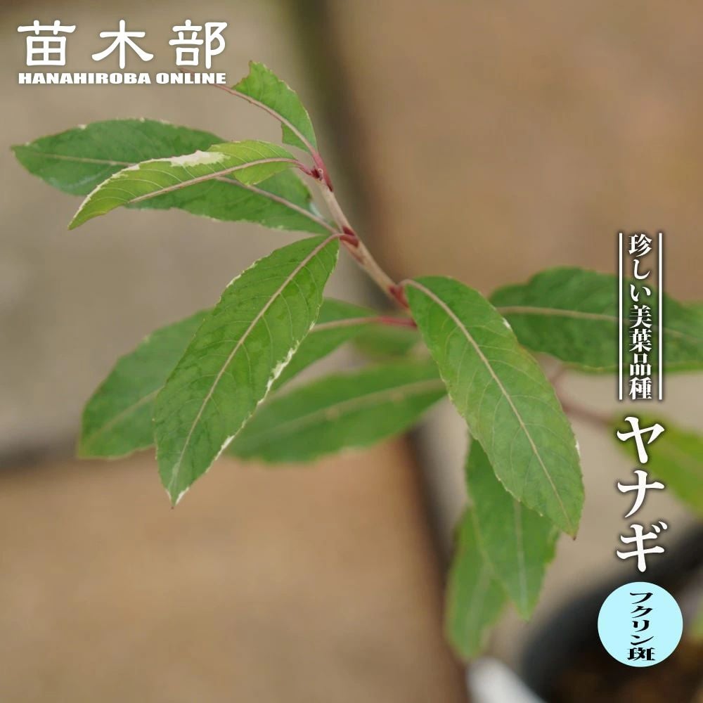 【引き取り限定】ヤナギの木 000000068113-01.jpg?size=l&w=