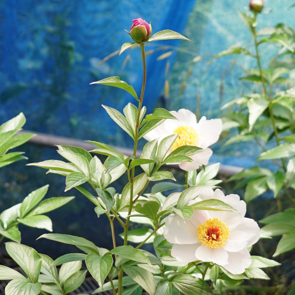 芍薬 ムーンオブニッポン 西洋シャクヤク 苗 販売 苗木部 By 花ひろば