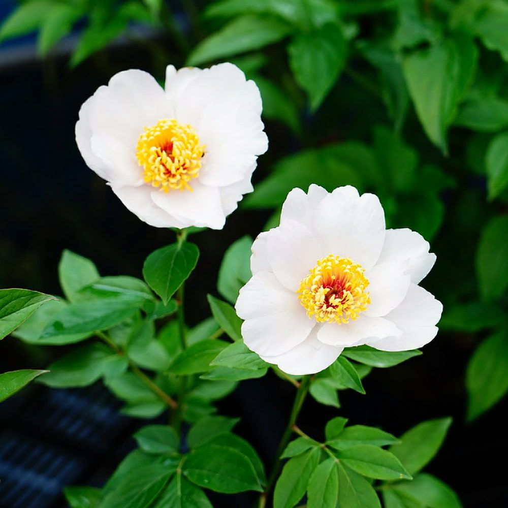 000000068118-05.jpg?size=l&w=