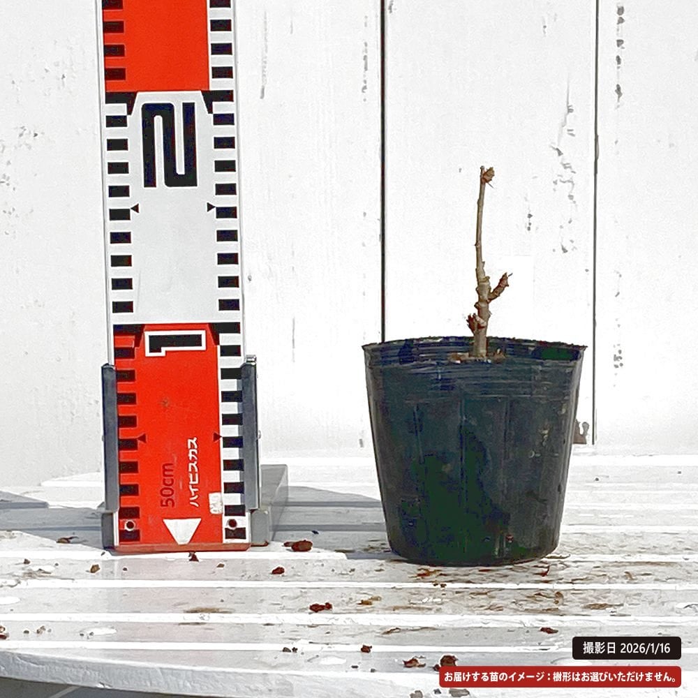 ウコギ 白フクリン斑の通販 苗木部 By 花ひろばオンライン