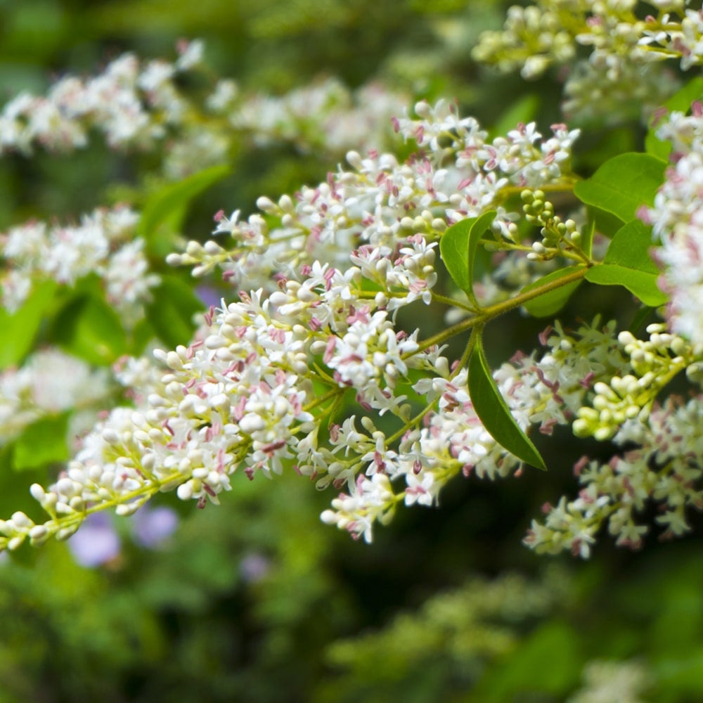 ネズミモチ フクリン斑の通販 苗木部 By 花ひろばオンライン