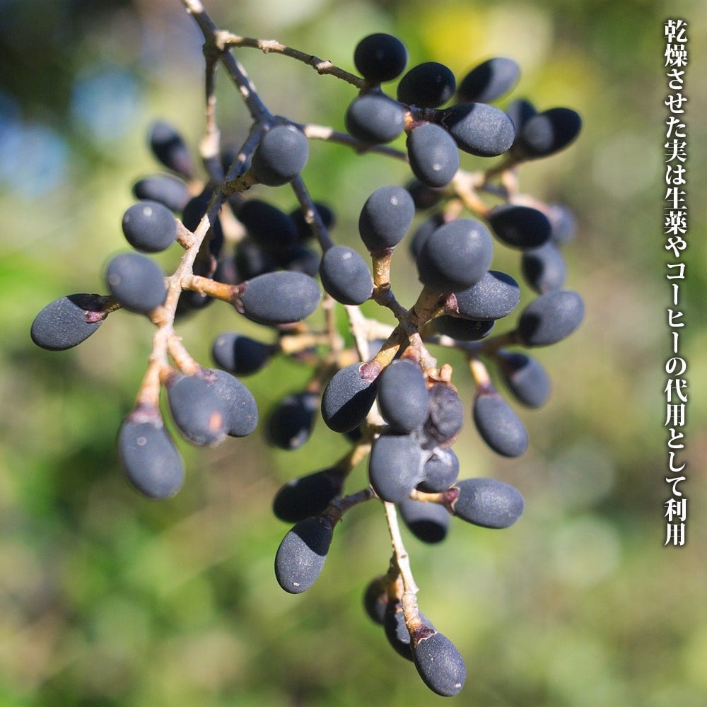 ネズミモチ フクリン斑の通販 苗木部 By 花ひろばオンライン