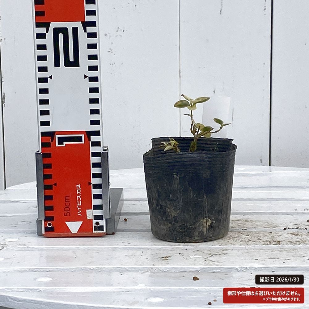 ネズミモチ フクリン斑の通販 苗木部 By 花ひろばオンライン