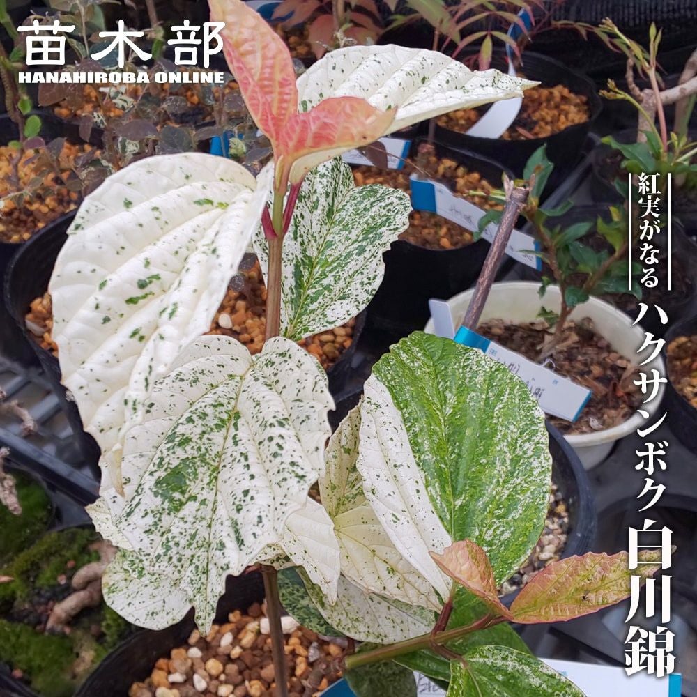 ハクサンボク 白川錦の通販 苗木部 By 花ひろばオンライン