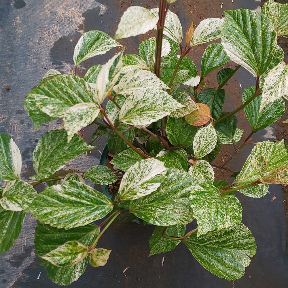 ハクサンボク 白川錦の通販 苗木部 By 花ひろばオンライン