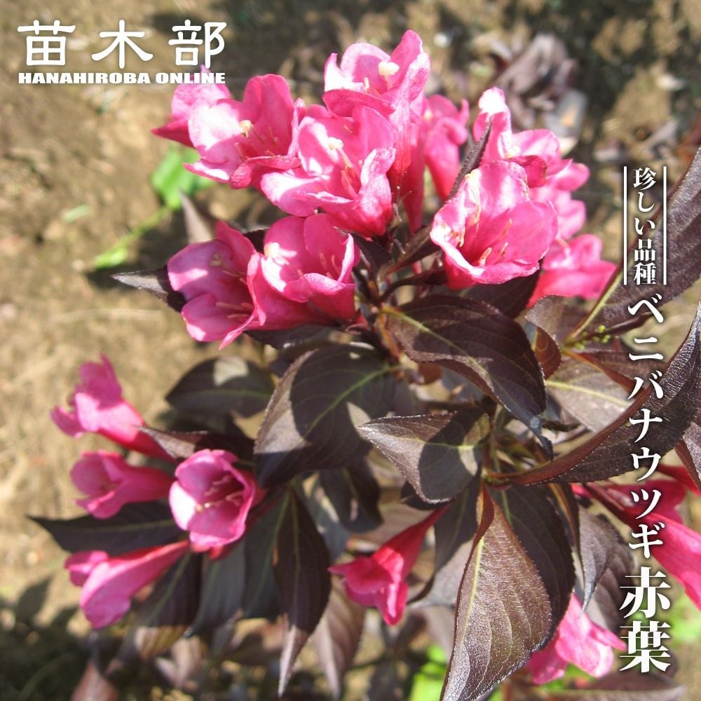 000000068247-01.jpg?size=m&w=