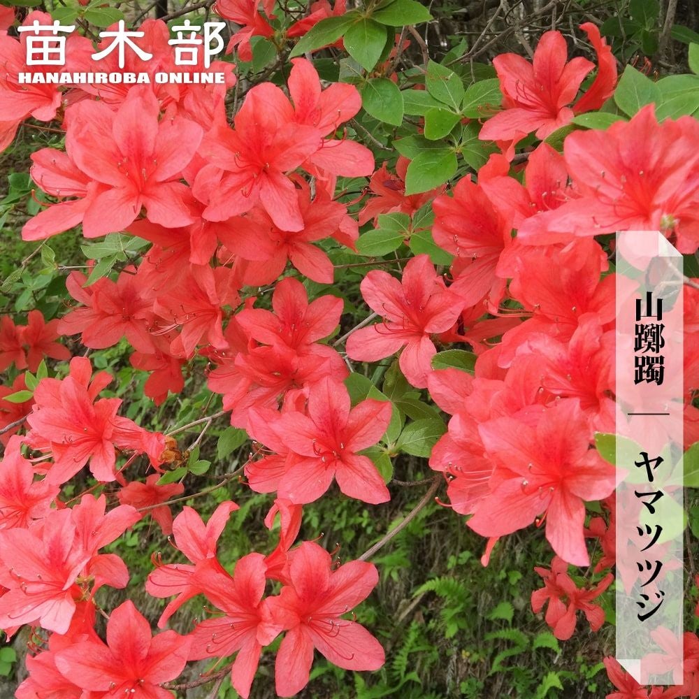 000000068303-01.jpg?size=m&w=