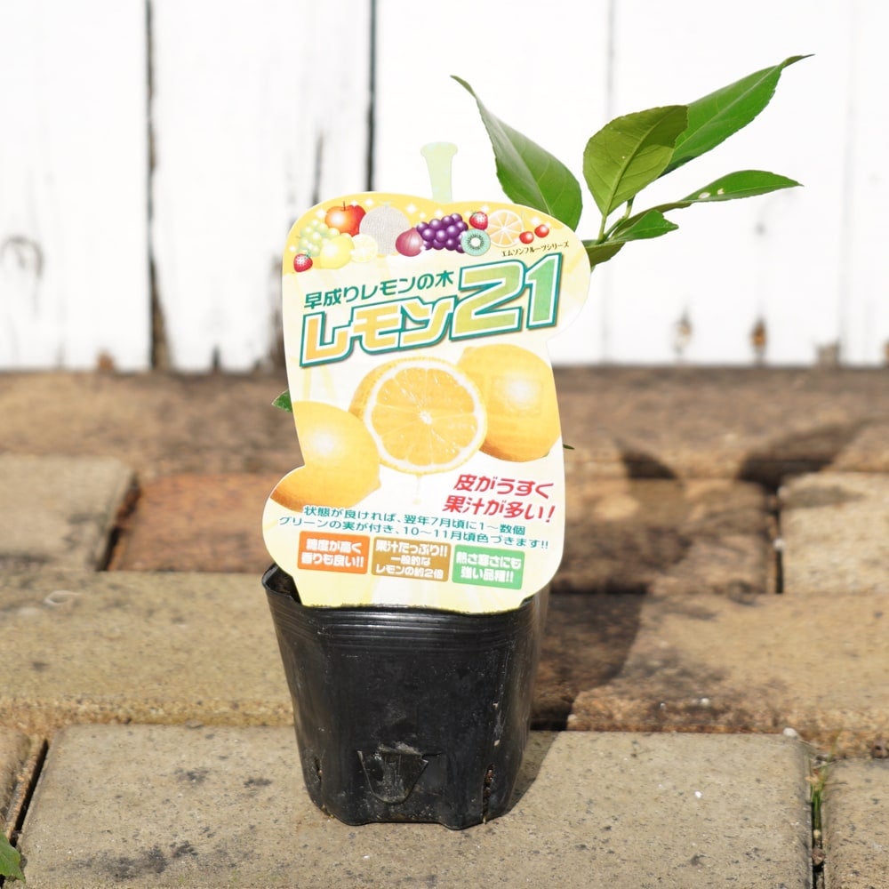 000000068453-03.jpg?size=l&w=