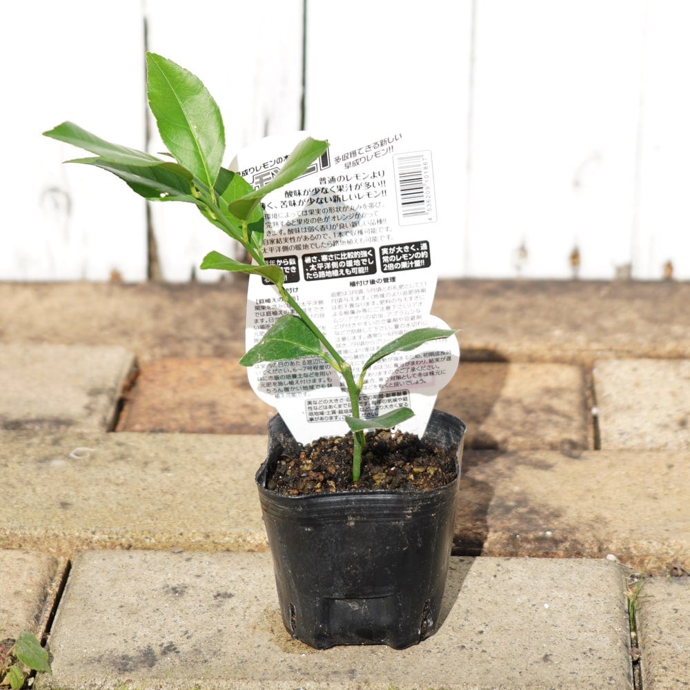 柑橘 レモン レモン21 苗 販売 苗木部 By 花ひろばオンライン