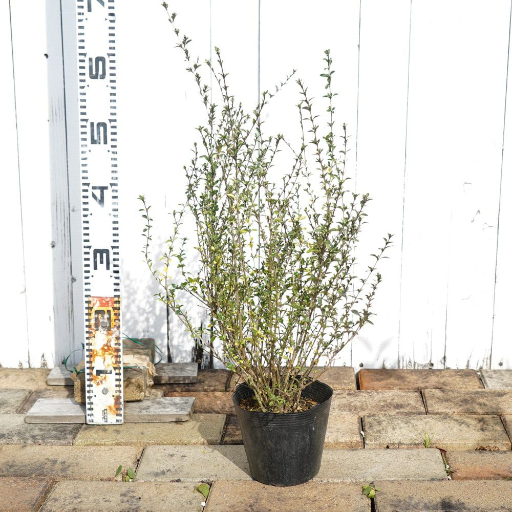 000000068454-03.jpg?size=l&w=