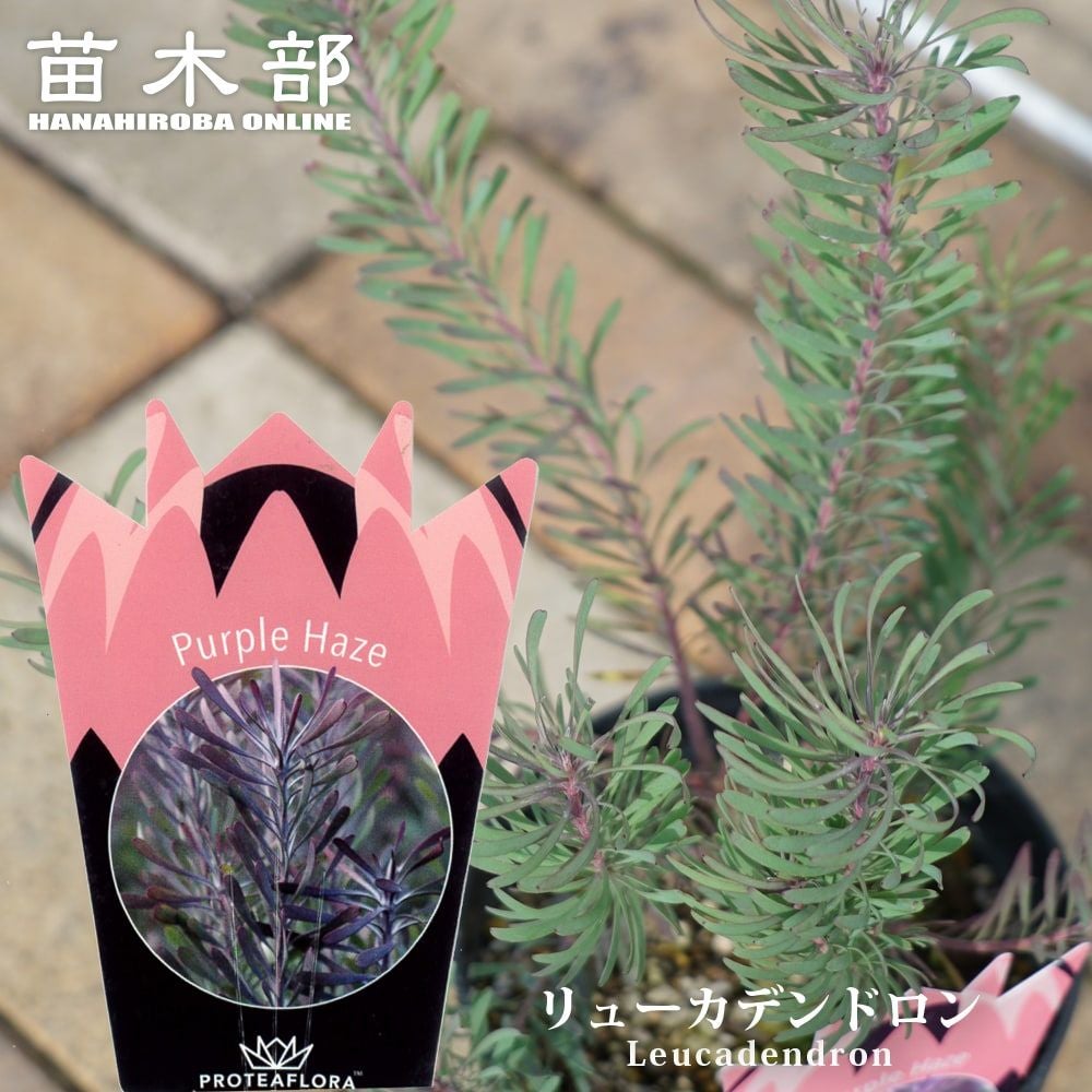 植木 庭木　リューカデンドロン　パープルヘイズ 園芸ネット本店｜[ザ・ファームセレクト]リューカデンドロン：パープル