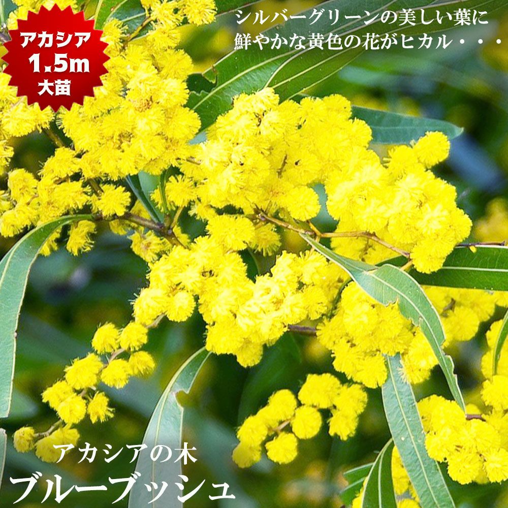 アカシア パールアカシア 苗 通販 苗木部 By 花ひろばオンライン