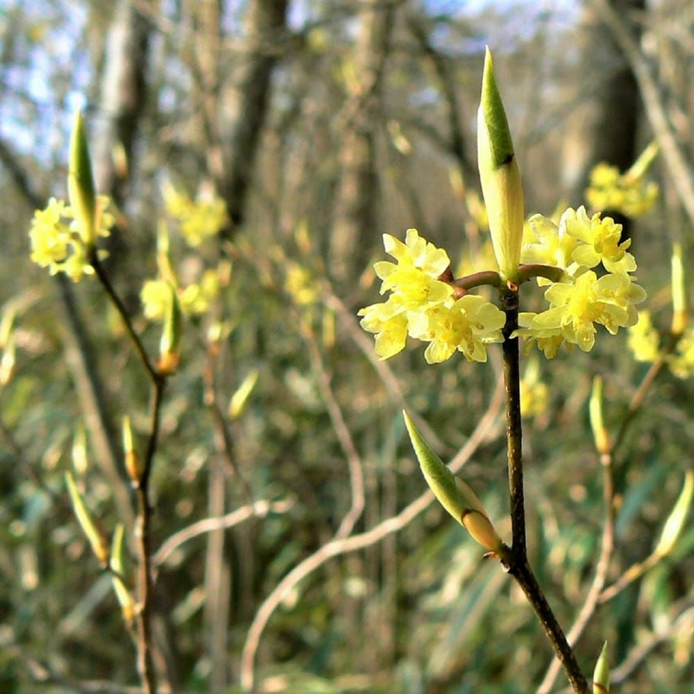 クロモジ 苗 通販 苗木部 By 花ひろばオンライン