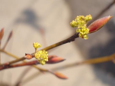 クロモジ 苗 通販 苗木部 By 花ひろばオンライン
