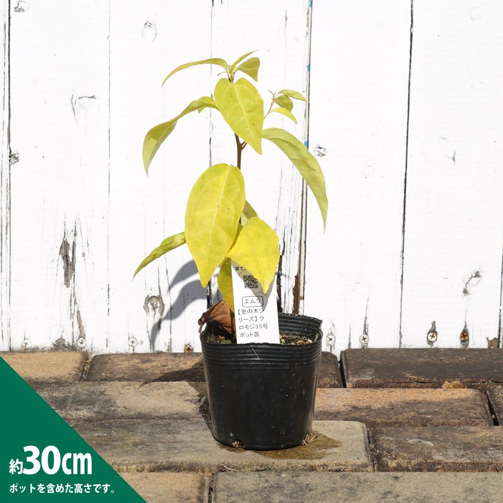 000000068680-04.jpg?size=l&w=